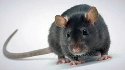 Дератизация &#8211; уничтожение мышей и крыс Балашиха