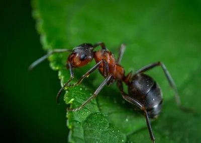 Уничтожение муравьев Долгопрудный
